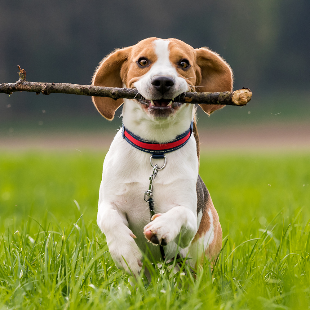 petit chien beagle