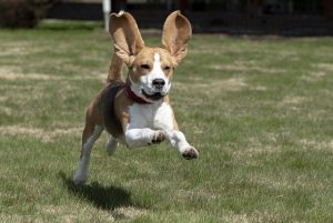 Chien beagle amusant oreilles de lapin