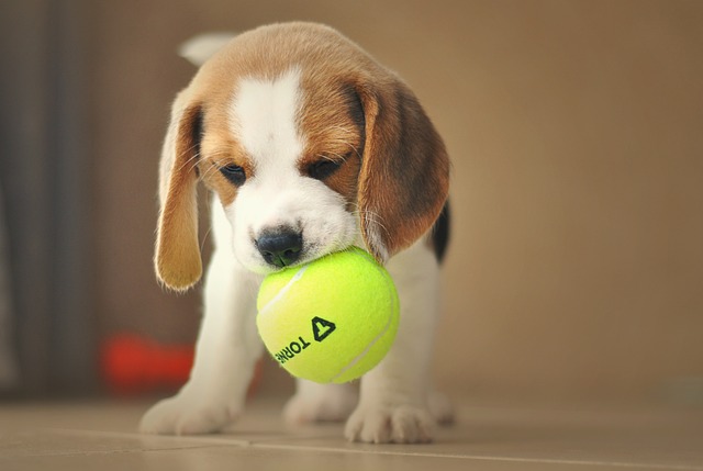chiot Beagle jouant avec une balle de tennis