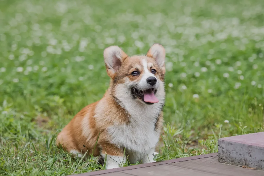 Corgi petit chien