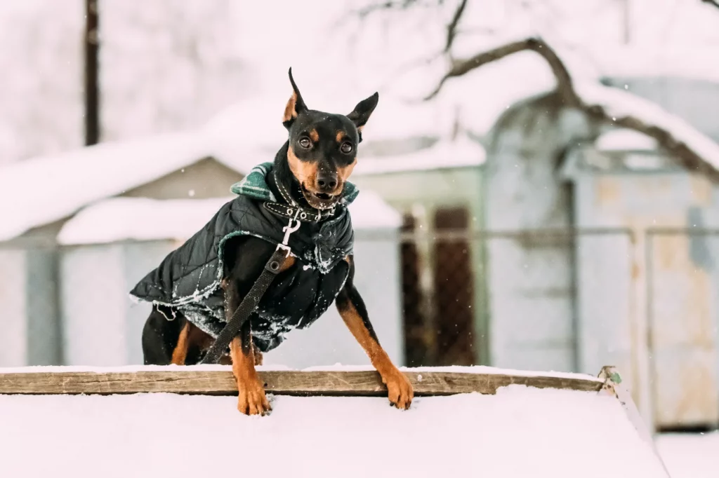 Doberman Pinscher nain le chien le plus badass