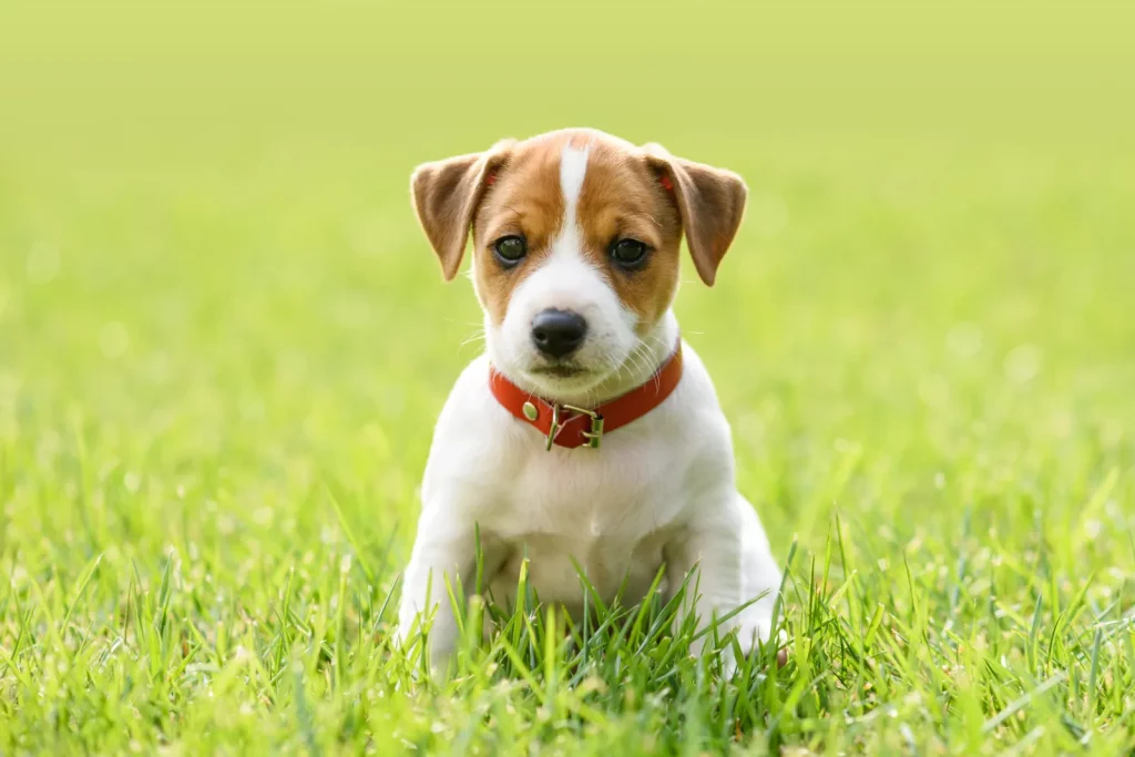 chiot jack russelle terrier