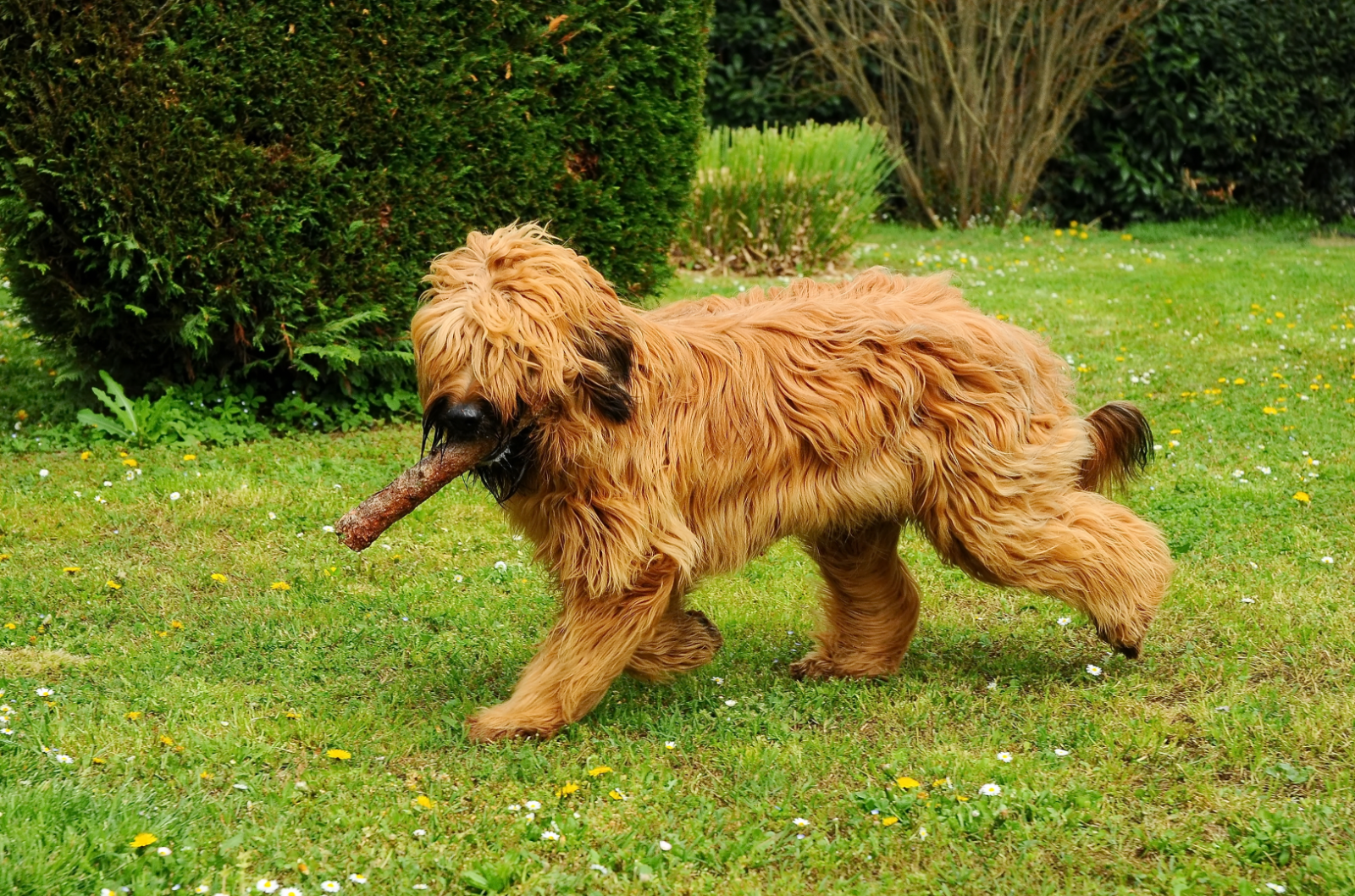 les-besoins-d-exercice-du-briard-comment-satisfaire-son-nergie-et-sa