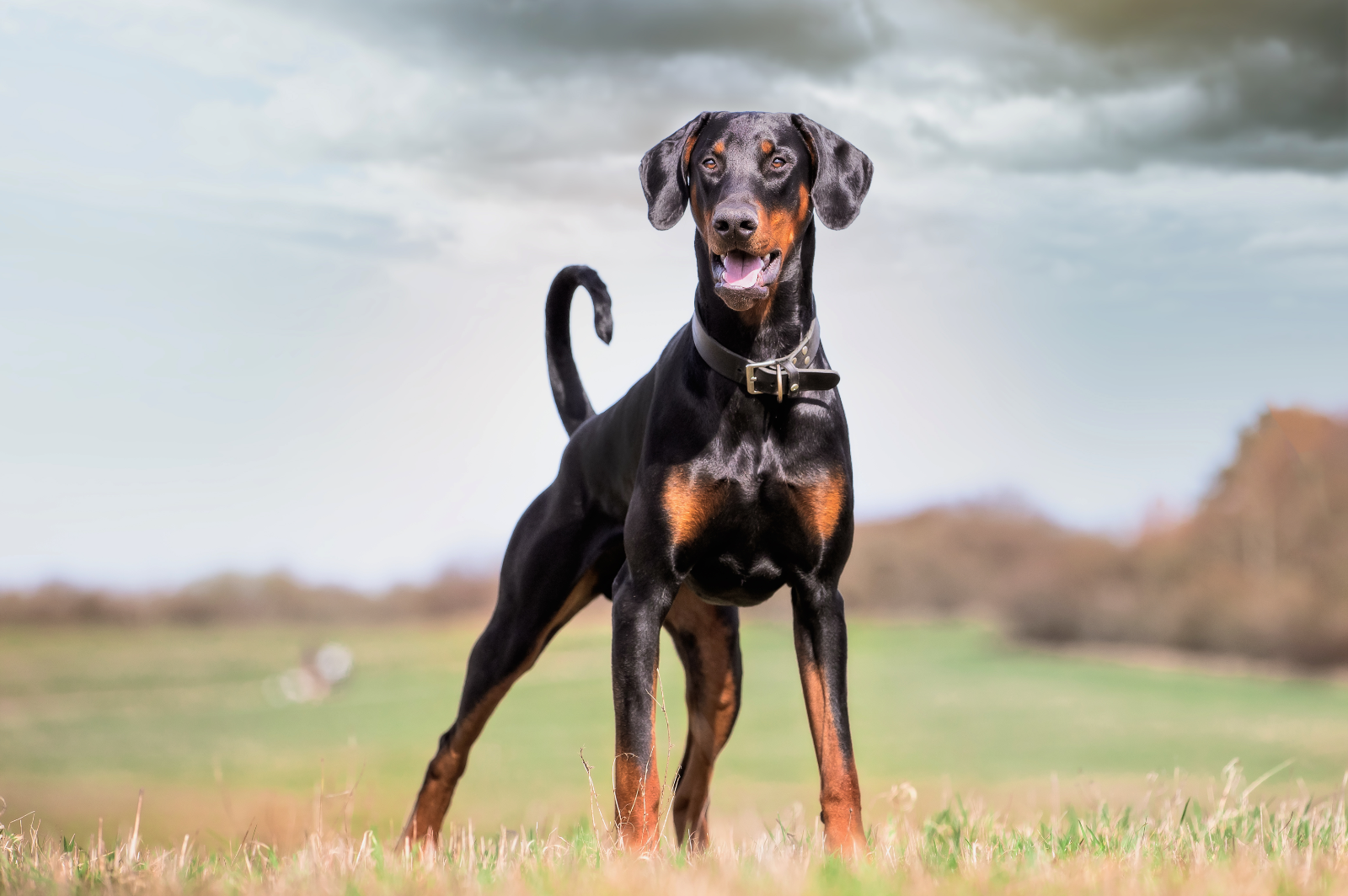 Dovermann Le Doberman : Une Race de Chien Élégante et Protectrice - mon petit chien